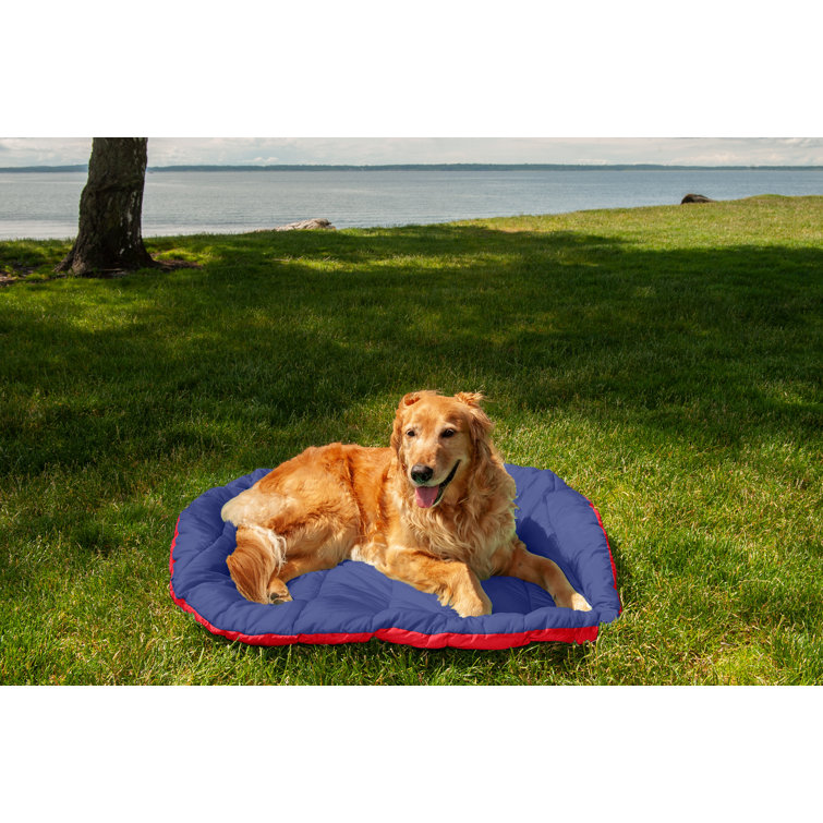 Outdoor best sale dog stuff